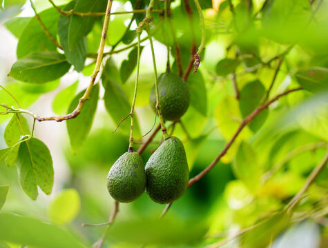 ACCAAVO contacts page