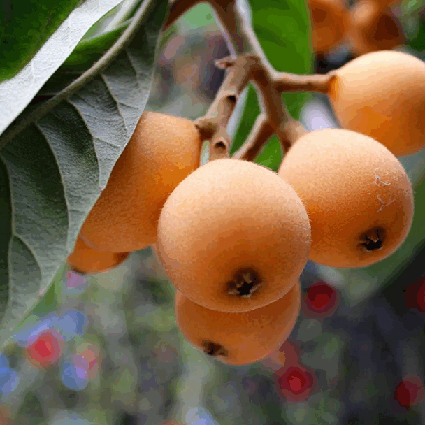 ACCAAVO fruits