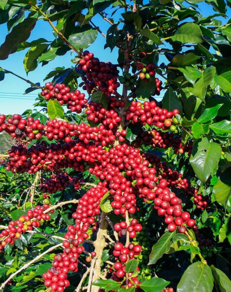 Coffee-Feeding-Greenlife ACCAAVO